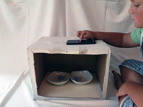 Trick-Box für das Filmen von Eiswürfeln