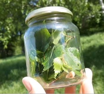Blätter in einem Einmachglas